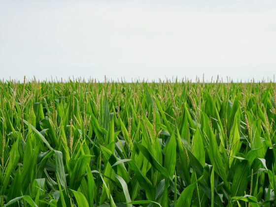 a field of green grass with a sky in the background